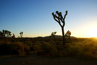 Joshua Tree National Park