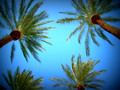 Palm Trees