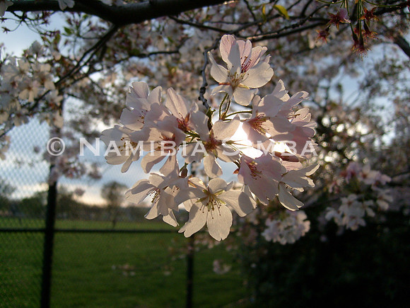 Cherry Blossom